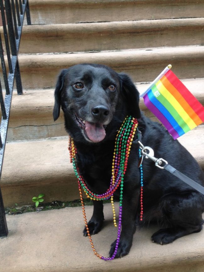 "Pride with a capital P for pup!"