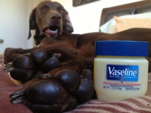 Put Vaseline on a dog's cracked or dry paw pads. They won't want to lick it off.