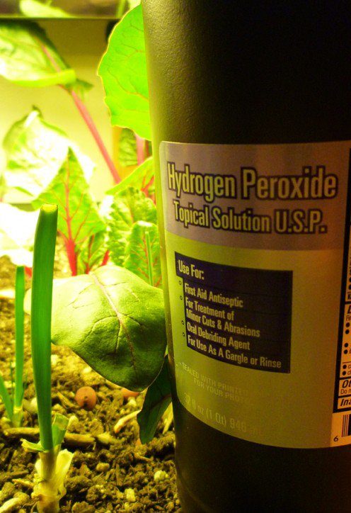 Watering your plants with one ounce of hydrogen peroxide to every two cups of water is super good for them. <a href="https://dengarden.com/gardening/Hydrogen-Peroxide-for-Plants" target="_blank">Here's why</a>.