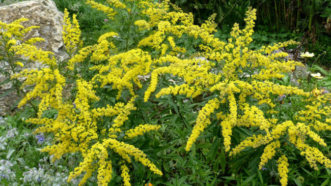 You can also plant citronella plants in your yard. Let them flourish to deter pesky bugs.