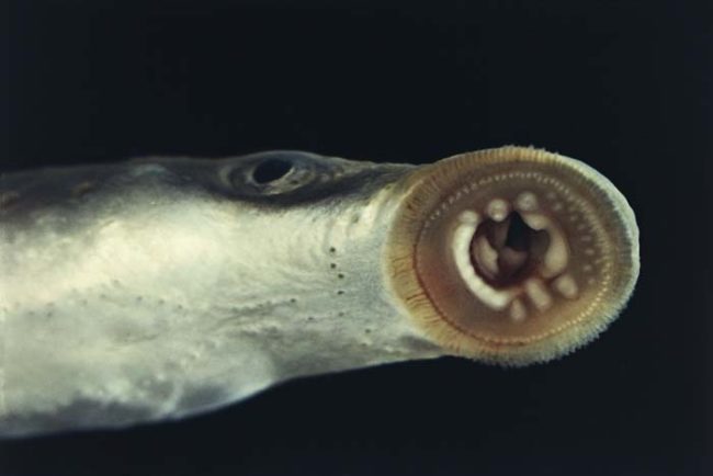 Typically, lampreys are sea dwellers, but they usually make their way upstream during the summers to breed and lay their eggs.