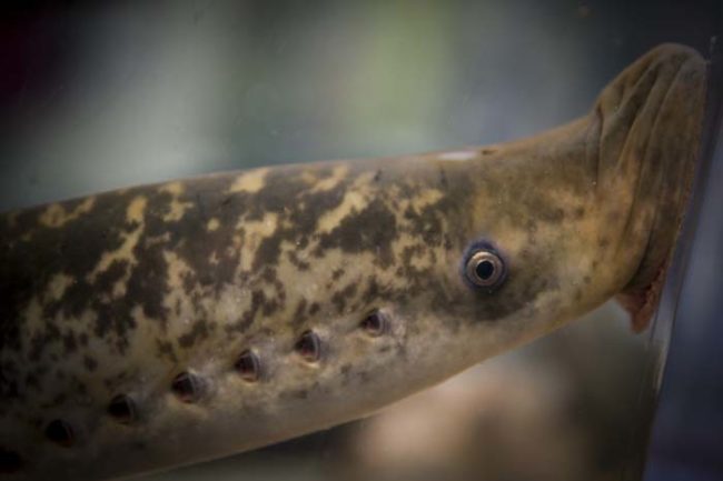 While they usually target fish for their blood-sucking, lampreys aren't picky. If a human happens to swim by and they're hungry...well, I'll let you guess what happens.