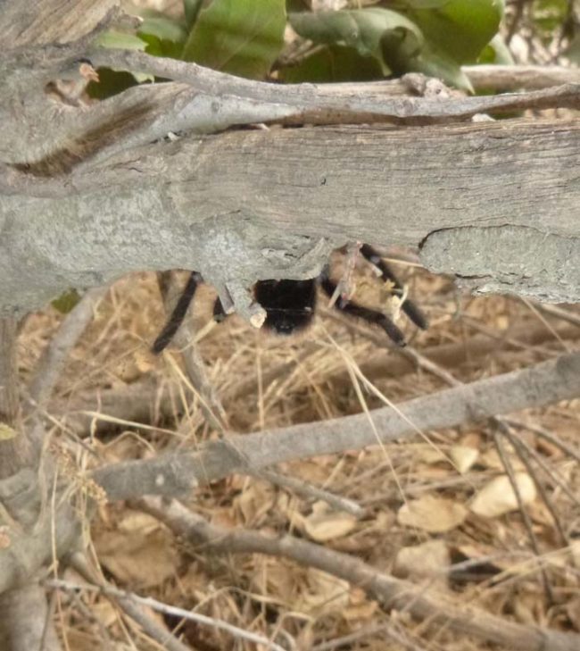 The thing is, tarantulas in that region live in burrows. Being stuck out there on a branch made him a sitting duck for any bird or coyote that happened to fly or walk by.