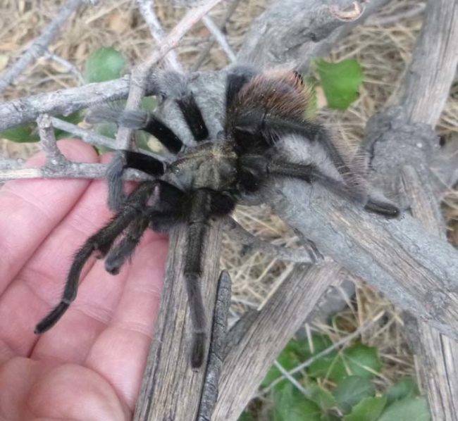 To avoid the possibility of a fall, chandalowe let the tarantula crawl off the tree and onto his hand.