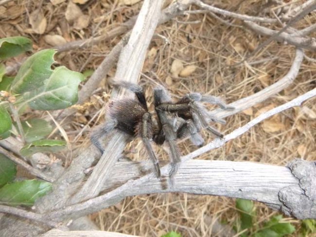 What probably happened is that this it was trying to cross a low-hanging branch on the ground, got turned around, and ended up climbing the tree instead.