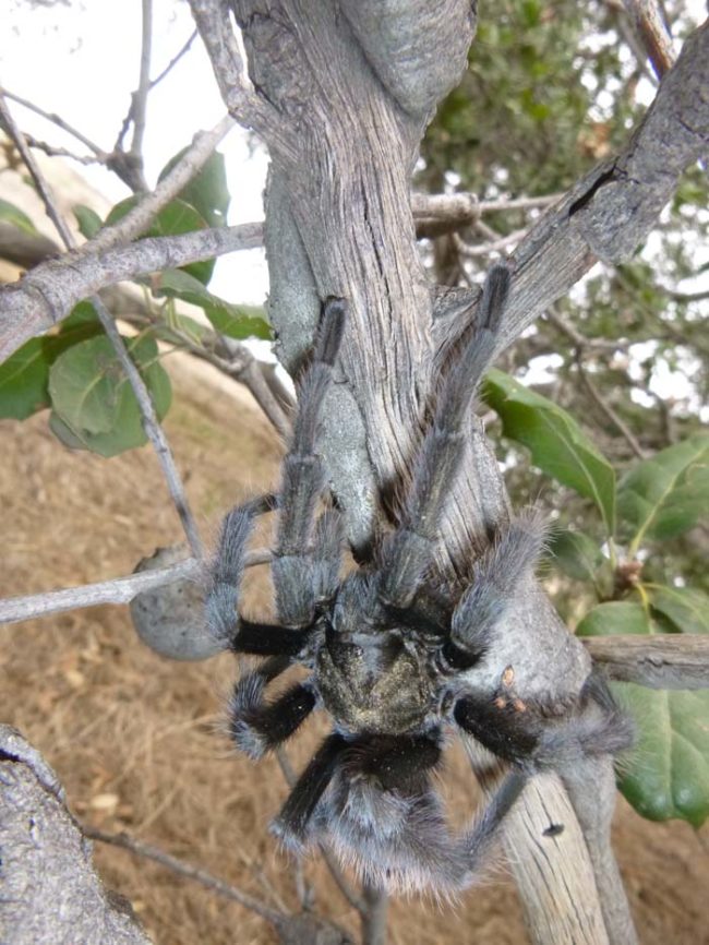 After the Redditor helped his eight-legged friend out, it started climbing higher.