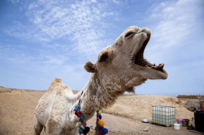 According to the local press, Urjaram had been entertaining guests when he remembered that he left his camel out in the heat with its legs tied up.