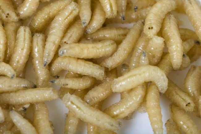 As the eggs hatch, tiny maggots feed on the cheese and release enzymes that speed up the fermentation process.