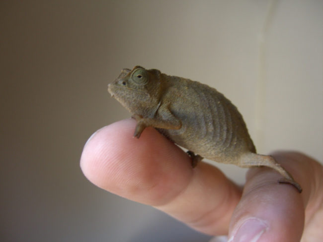 Pygmy leaf chameleon