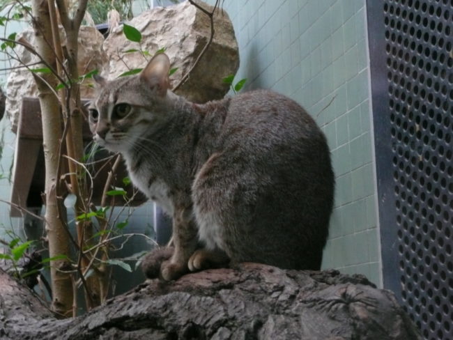 Rusty Spotted Cat 