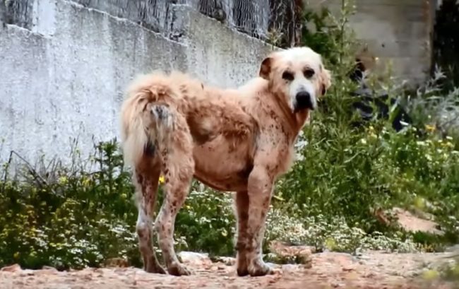 The dog was extremely fearful and refused to let the humans get close.