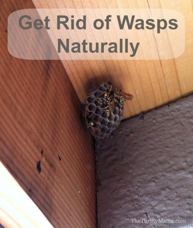 Here Are 14 Clever Ways To Keep Bugs Out Of Your Yard This Summer ...