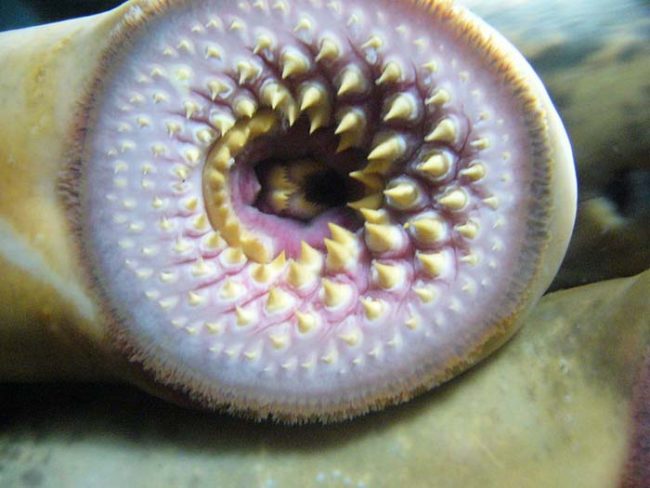 In case you don't know, the mouth of a lamprey fish looks like this. They don't eat their prey in the traditional sense. Instead, they latch on and suck their blood...