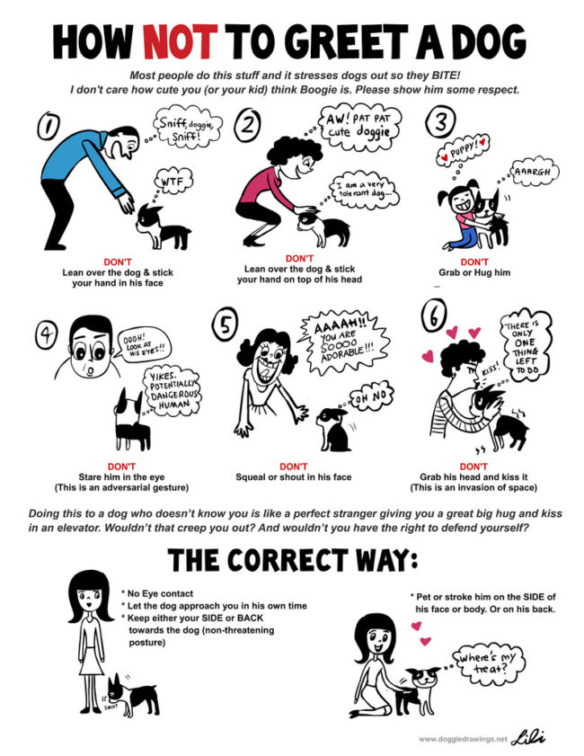 Here's the wrong -- and right -- way to meet a new dog.