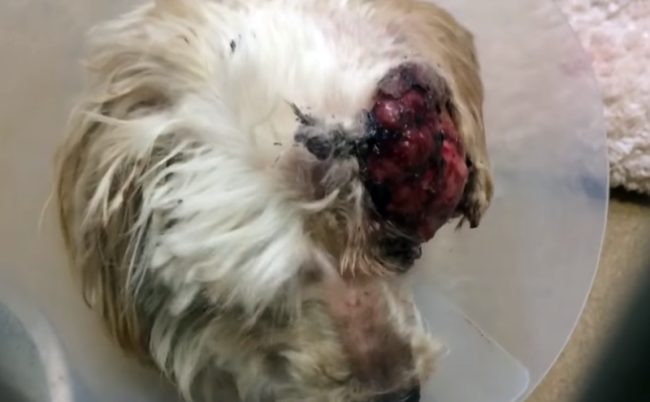 This dog is named Althea, and she was found in a terrible state.