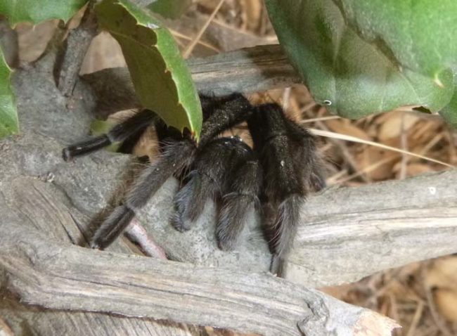 He was out hiking in California when he spotted this little guy hanging out in a tree in broad daylight.