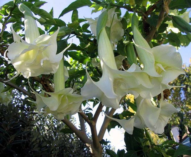 Burandanga or Devil's Breath, as it's widely know, is said to be found almost exclusively in Colombia. It is derived from the flowers of the borrachero tree.