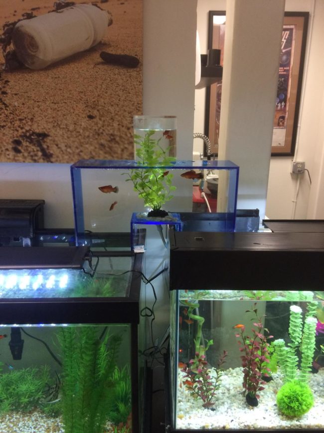 See that tower above the fish tank? <a href="https://www.reddit.com/user/waterking" class="author may-blank id-t2_hep6k" target="_blank">Waterking</a> calls it a fish bridge.