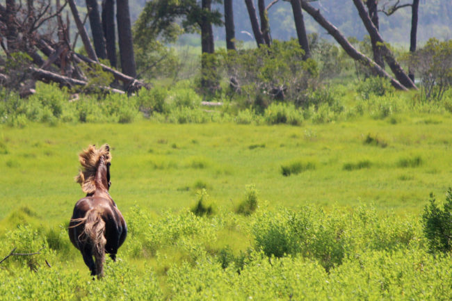 The legend suggests that the horses arrived on the island sometime in the 1700s when a Spanish galleon crashed off the coast.