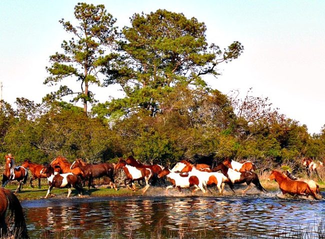 It's home to two giant herds of wild horses.