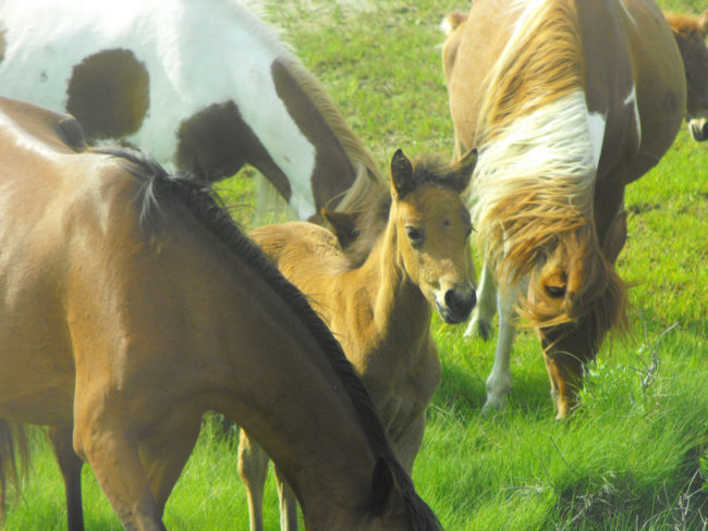 To control overpopulation and a healthy herd size, many of the foals are bought during the pony auction.