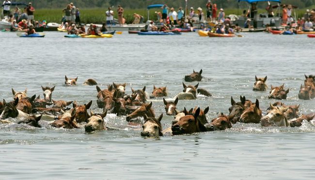 Following the pony auction, the horses are guided back across the channel.