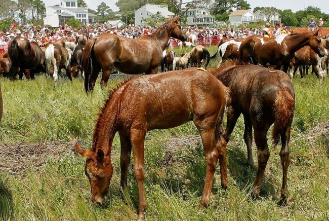 Some ponies are designated as "buybacks," which means that they are auctioned but are then returned to the island after the sale. They are named but get to live out their days wild and free!