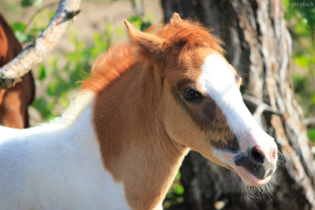 The money the fire department raises is used to provide veterinary care for the herd, food during harsh weather conditions, and hoof care.