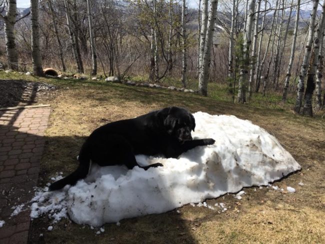 No matter how diligently he guards this lone snow pile...