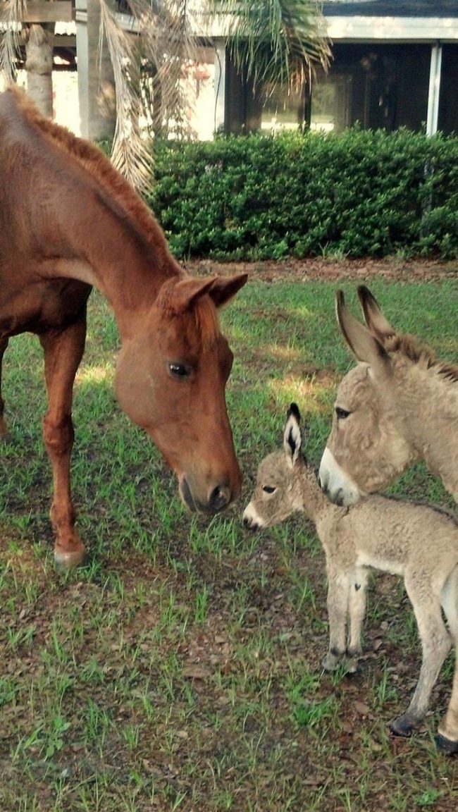 Even farm animals need to introduce their new babies to the barn crew.