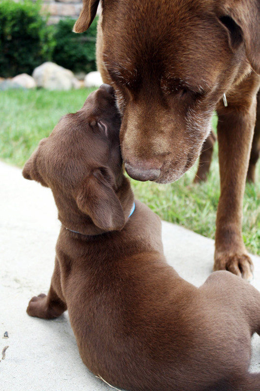 I think I just died and went to puppy heaven.