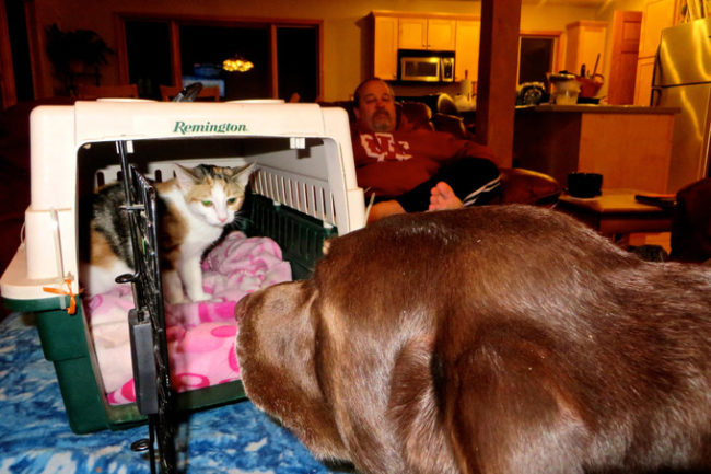 So what happens when a tiny kitten enters a home full of dogs?