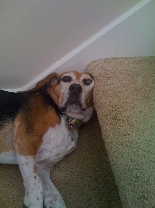 And this dog just doesn't understand that stairs aren't for sleeping on.
