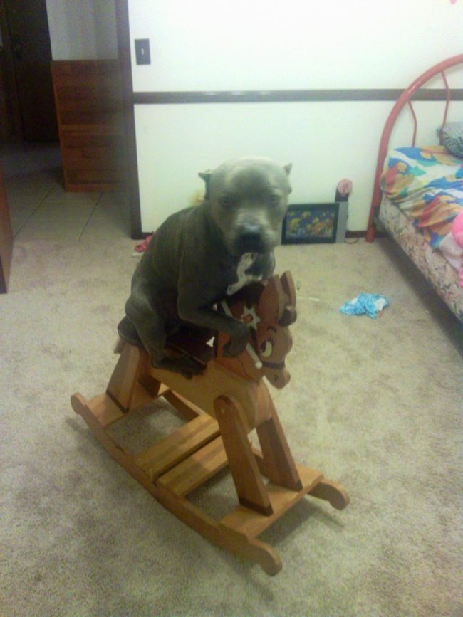 This pup who thinks playtime involves rocking horses.