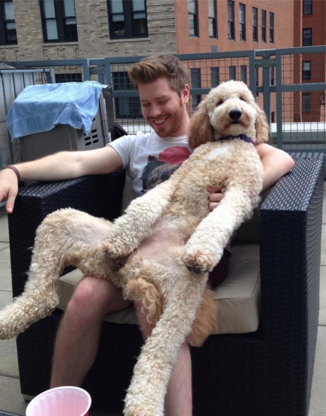 Then there's this pup who forgot how to be a lap dog.