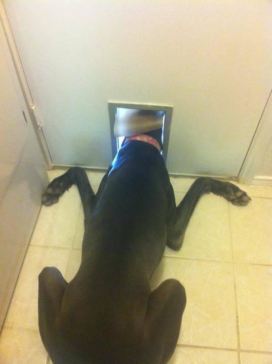 This dog who can't dog door.