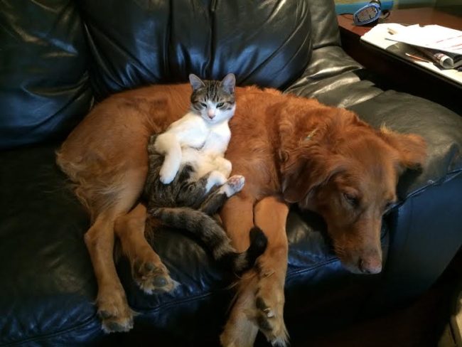 And this one forgot that cats and dogs just don't get along.