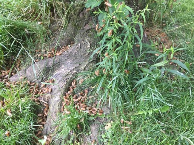 This brood (as they're called) has been slumbering underground for the last 17 years. With their emergence, they will mate and then die.