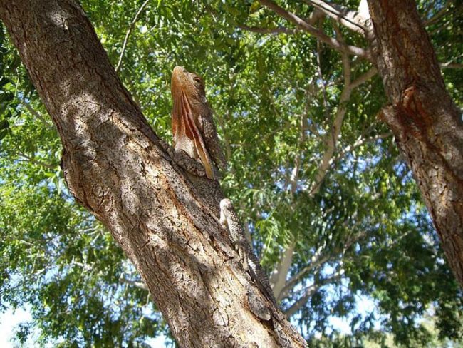 Even though the frilled lizard is nowhere near as deadly (or large) as its Jurassic ancestor, it's still a fearsome sight to behold.