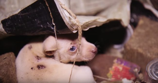 This is what a puppy mill really looks like.