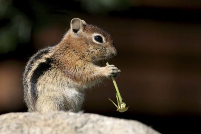 While this took place in May, the results were only recently confirmed by state officials. However, further testing has been scheduled to determine exactly how this chipmunk came to carry the plague.