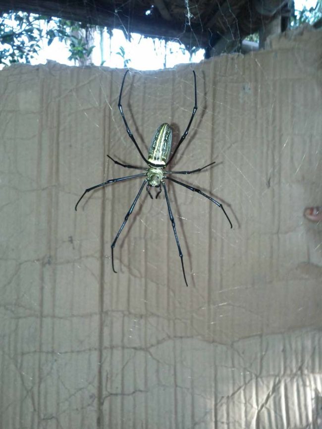 Oh wait, there it is! And what is it, exactly? Well, from what we can tell, this is a massive golden silk orb-weaver spider.