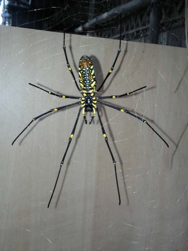 Luckily for Devilheart, the golden orb-weaver's venom is not deadly to humans. The pain associated with its bite, however, is not pleasant.