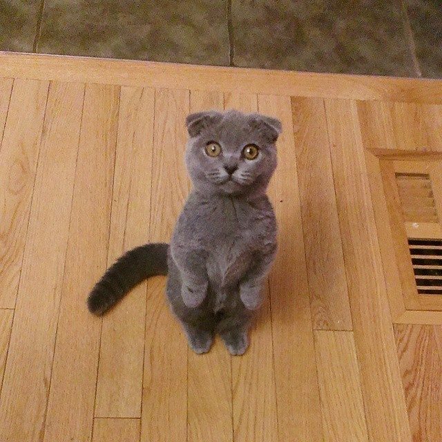 "More tuna, hooman?"