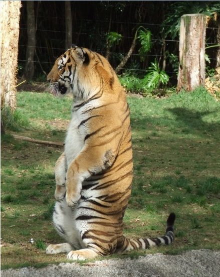 I mean...even big cats do it!