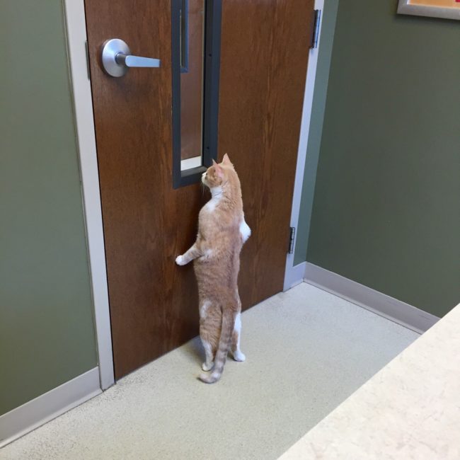 "I'll stand lookout while you raid the treat cabinet...coast's clear!"