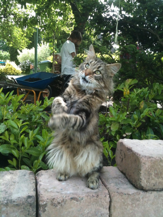 He's out here every weekend performing for catnip.