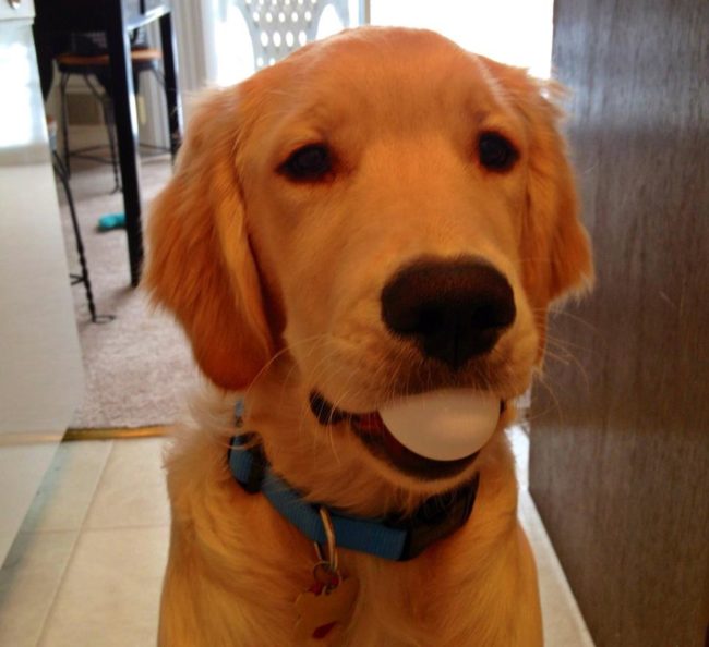 True story: golden retriever's mouths are so soft they can carry eggs without breaking them.