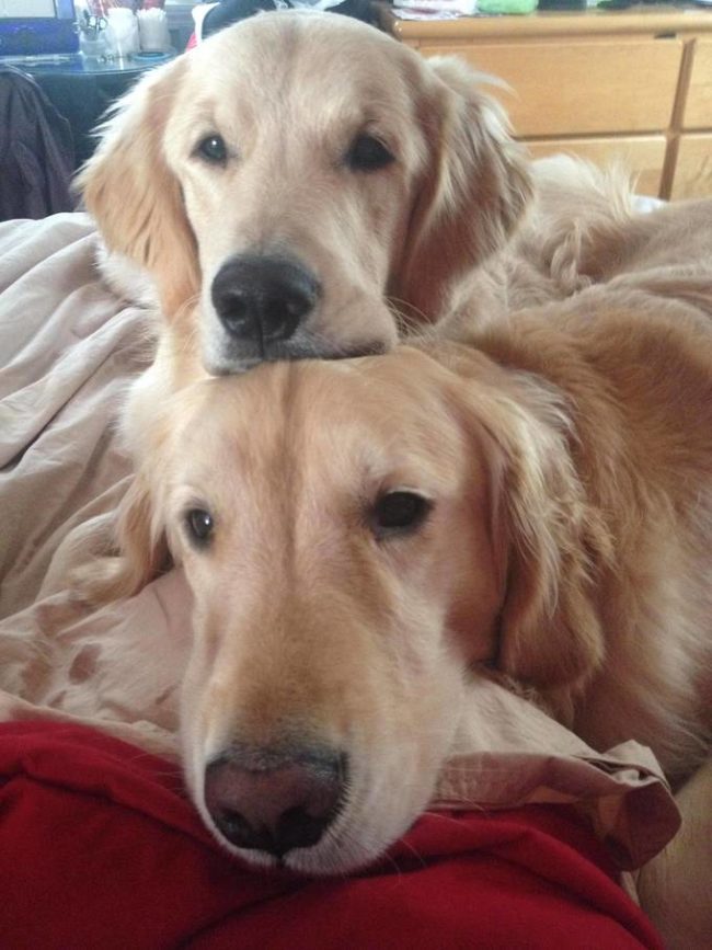 The saying "less is more" couldn't be <em>more</em> wrong when it comes to goldens.