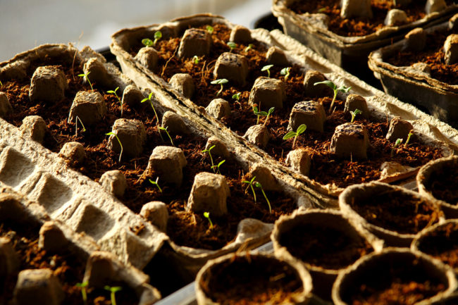 You can also use them as seed starters. They're biodegradable and can therefore be planted!